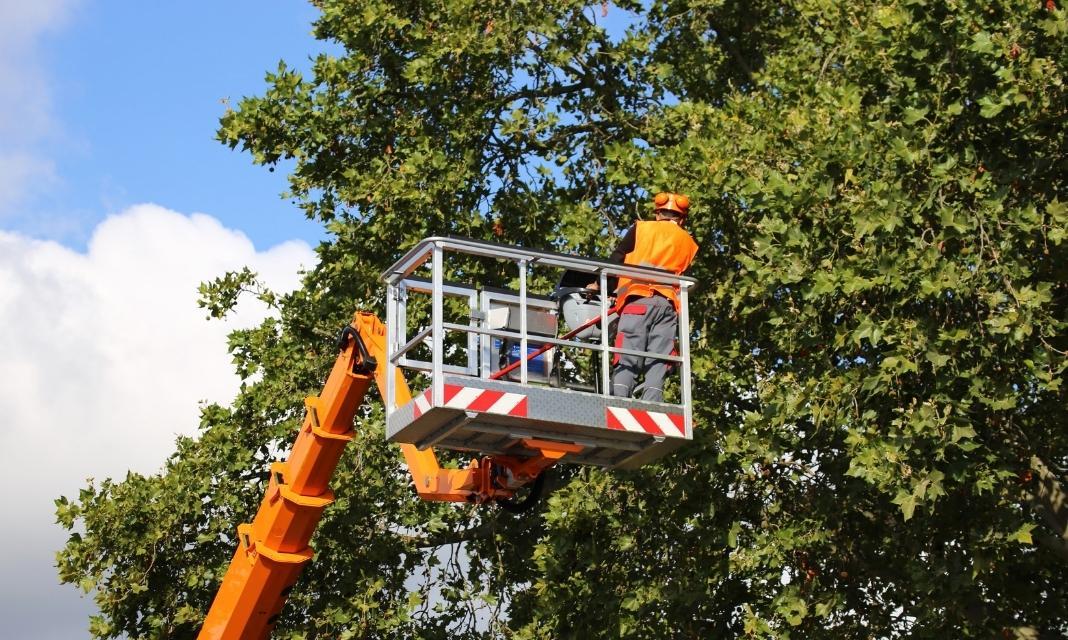 Wycinka Drzew Ostrowiec Świętokrzyski